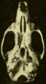 Oryzomys couesi aquaticus ventral