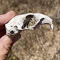 Otospermophilus beecheyi - bleached skull
