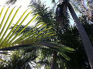 Palm Arboretum St. Petersburg, FL