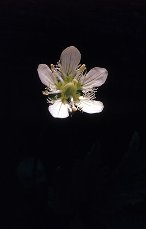 Parnassia fimbriata (NPS Yellowstone slide file 08796).jpg