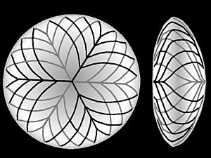 Pattern of lens fibers