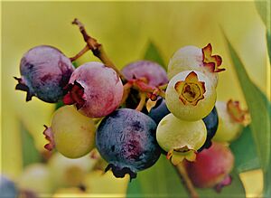 PattsBlueberries