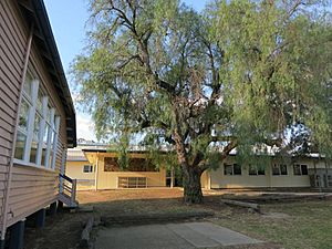 Pepperina tree next to Domestic Science Building (former) (2015)