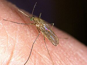 Pipiens feeding