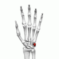 Pisiform bone (left hand) - animation01
