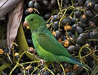 Plain Parakeet (Brotogeris tirica) -eating fruit in tree
