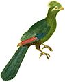 Planches enluminées d'histoire naturelle (1765) (Tauraco persa)