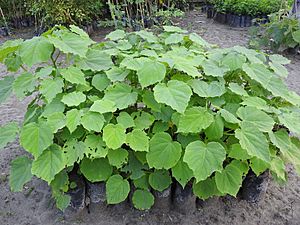 Plant Tetrameles nudiflora DSCN8789 Bhelu 02