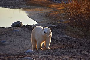 Polar bear waiting
