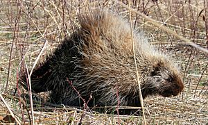North American porcupine