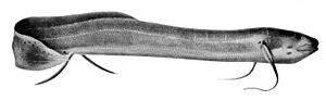 Protopterus dolloi Boulenger2.jpg