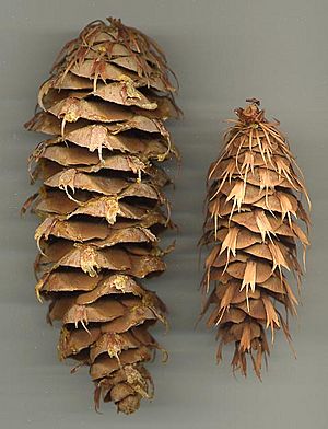 Pseudotsuga macrocarpa cone