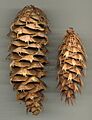 Pseudotsuga macrocarpa cone