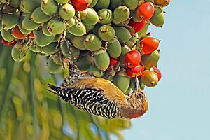 Red-crowned woodpecker (Melanerpes rubricapillus rubricapillus) female