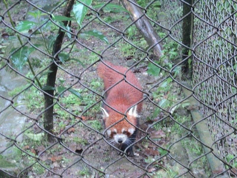 Image: Red Panda in Padmaja Naidu Himalayan Zoo, Darjeeling, India