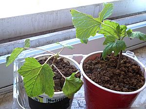 Redcurrant cuttings growing
