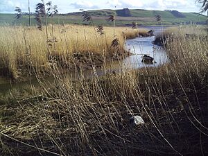 Reeds, Reeds, Reeds. - geograph.org.uk - 366871