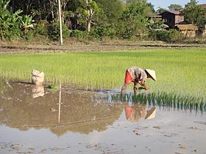 Rice planting near Champasak (Laos)