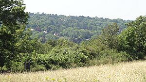 Riddlesdown view