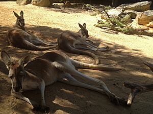 Roos (8616087928)