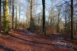 Sharp intersection of multiple trails in Parc Naturel de Gaume, Florenville (DSCF7245)