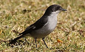Sigelus silens -Pretoria National Botanical Garden, South Africa -female-8 (1).jpg