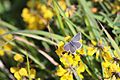 Small Blue butterfly in the Liz Williams Butterfly Haven