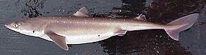 Squalus acanthias2
