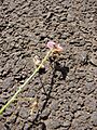 Starr 070215-4531 Desmodium tortuosum