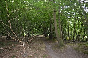 Stocking Springs Wood 8