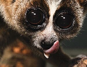 Sublingua of a slow loris 001