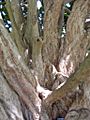 Syzygium francisii bark