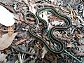 Thamnophis pulchrilatus4