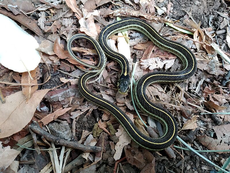 Thamnophis pulchrilatus4