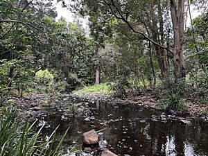 The Enoggera Creek as it runs through Allamanda Street Park in The Gap, Queensland 03