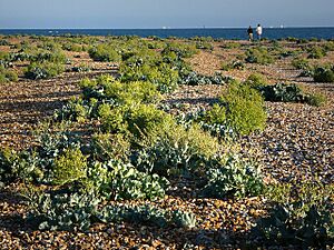The beach at Sinah - geograph.org.uk - 870501