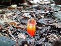 Thismia rodwayi (Fairy lantern) 2