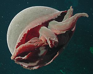 Tiburonia granrojo- noaa expl0827.jpg