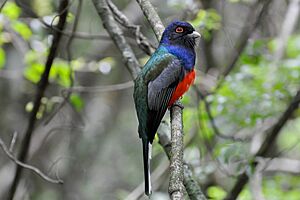 Trogon surrucura brazil.jpg