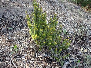 Verticordia staminosa subsp. cylindracea var. erecta (habit)