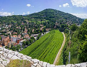 Vigneto Pusterla Ronco Capretti e Ronchi Brescia