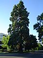 Waldo Park redwood tree Salem, Oregon