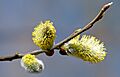 Willow catkin 2 aka