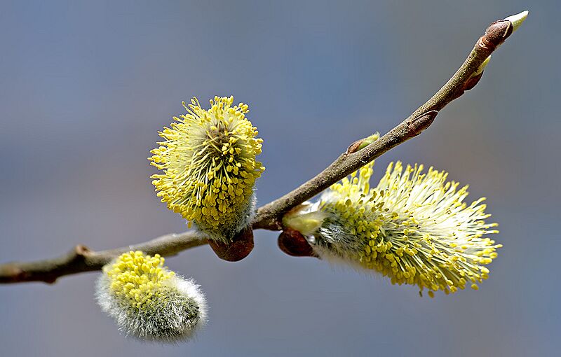 Willow catkin 2 aka