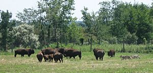 WolfBisonDemonstration