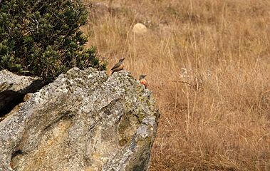 Woodpecker Ground 2017 06 17 9084