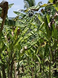 01-QWSTION-BANANATEX-ABACA-LEAVES-LAUSCHSICHT