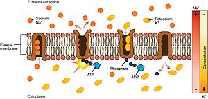 0308 Sodium Potassium Pump