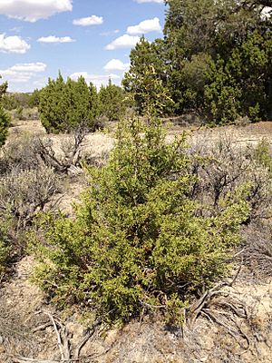 2013-07-04 15 10 08 Utah Juniper sapling along Interstate 80 east of Wells in central Elko County, Nevada
