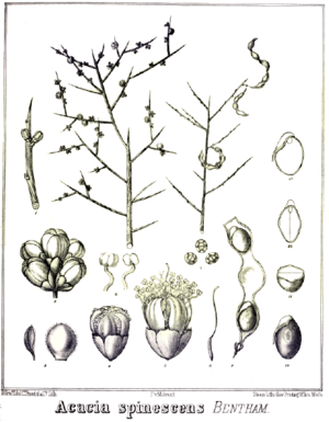 Acacia spinescens.PNG